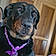 Sybelle