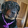 dog, black_dog, brown_dog, scarf, purple_scarf, pet, indoor, blanket, bedroom, furniture, wardrobe, close_up, resting, canine, animal, cute, fur, portrait, calm, cozy