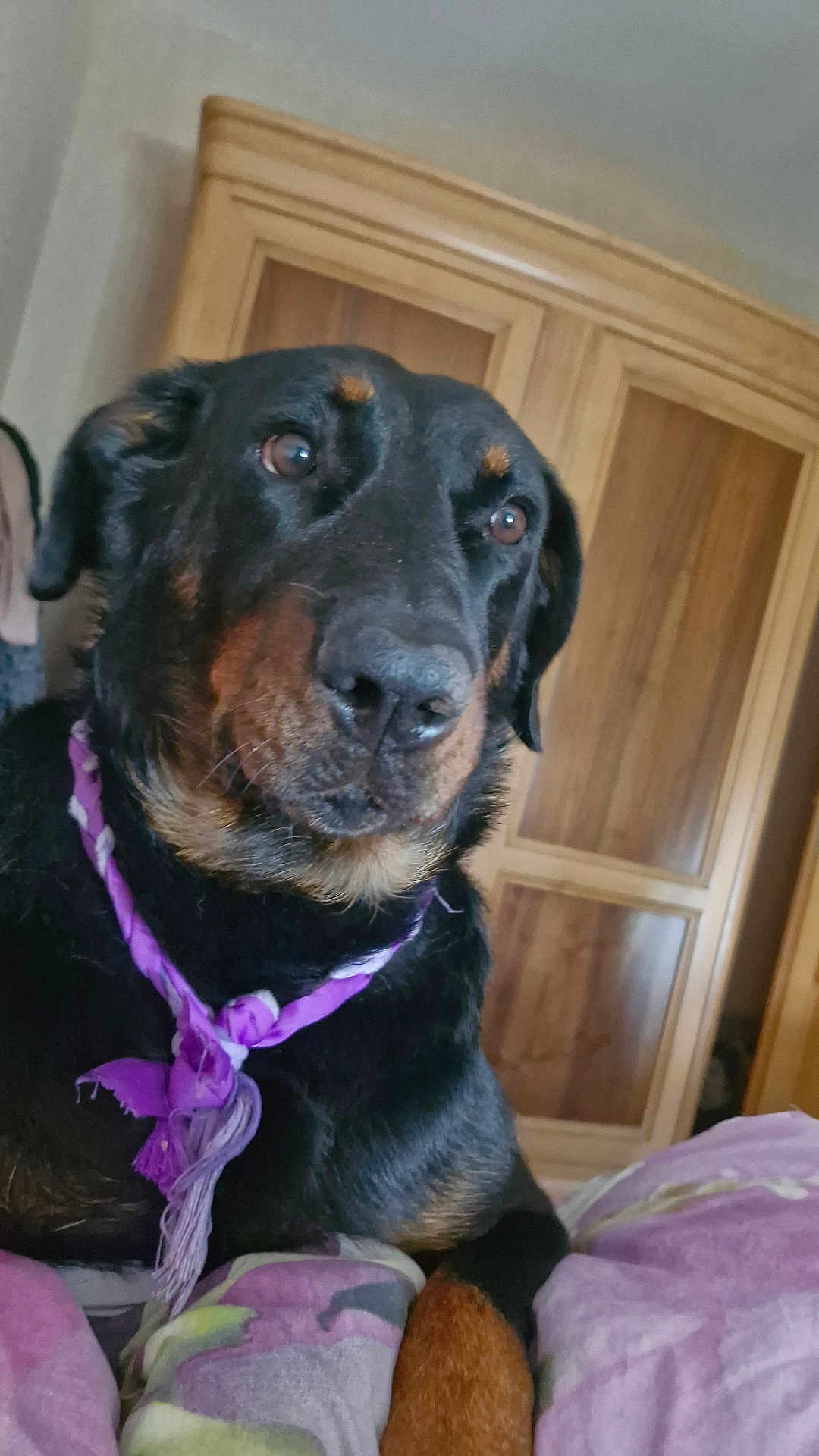 Sybelle a rejoint le concours — aidez-le/la à gagner de superbes lots ! dog, black_dog, brown_dog, scarf, purple_scarf, pet, indoor, blanket, bedroom, furniture, wardrobe, close_up, resting, canine, animal, cute, fur, portrait, calm, cozy