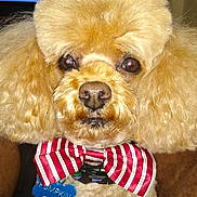 Pumpkin joined the competition — help win amazing prizes! dog, poodle, bow_tie, pet, fluffy, groomed, portrait, indoor, close_up, cute, animal, face, fur, collar, tag, red, white, striped, watching, background