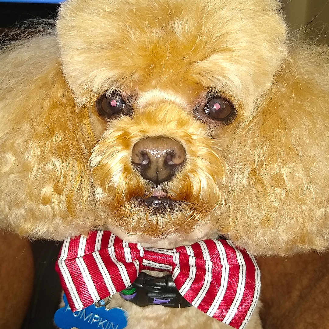 Pumpkin joined the competition — help win amazing prizes! animal, background, bow_tie, close_up, collar, cute, dog, face, fluffy, fur, groomed, indoor, pet, poodle, portrait, red, striped, tag, watching, white