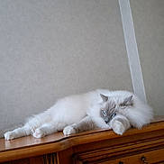 Usty a rejoint le concours — aidez-le/la à gagner de superbes lots ! angora, animal, cat, closet, cupboard, desk, drawer, furniture, hardwood, kitten, manx, pet, plywood, shelf, siamese, sideboard, table, window, windowsill, wood