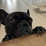 Scooby a rejoint le concours — aidez-le/la à gagner de superbes lots ! dog, french_bulldog, pet, indoor, floor, wooden_surface, paws, eyes, curious, close_up, animal, mammal, domestic_animal, floor_tiles, dog_bed, black_fur, snout, ears, expression, home