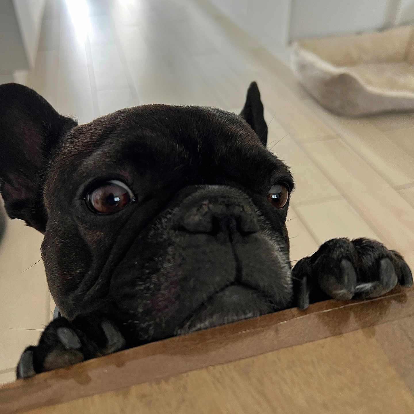 Scooby a rejoint le concours — aidez-le/la à gagner de superbes lots ! dog, french_bulldog, pet, indoor, floor, wooden_surface, paws, eyes, curious, close_up, animal, mammal, domestic_animal, floor_tiles, dog_bed, black_fur, snout, ears, expression, home