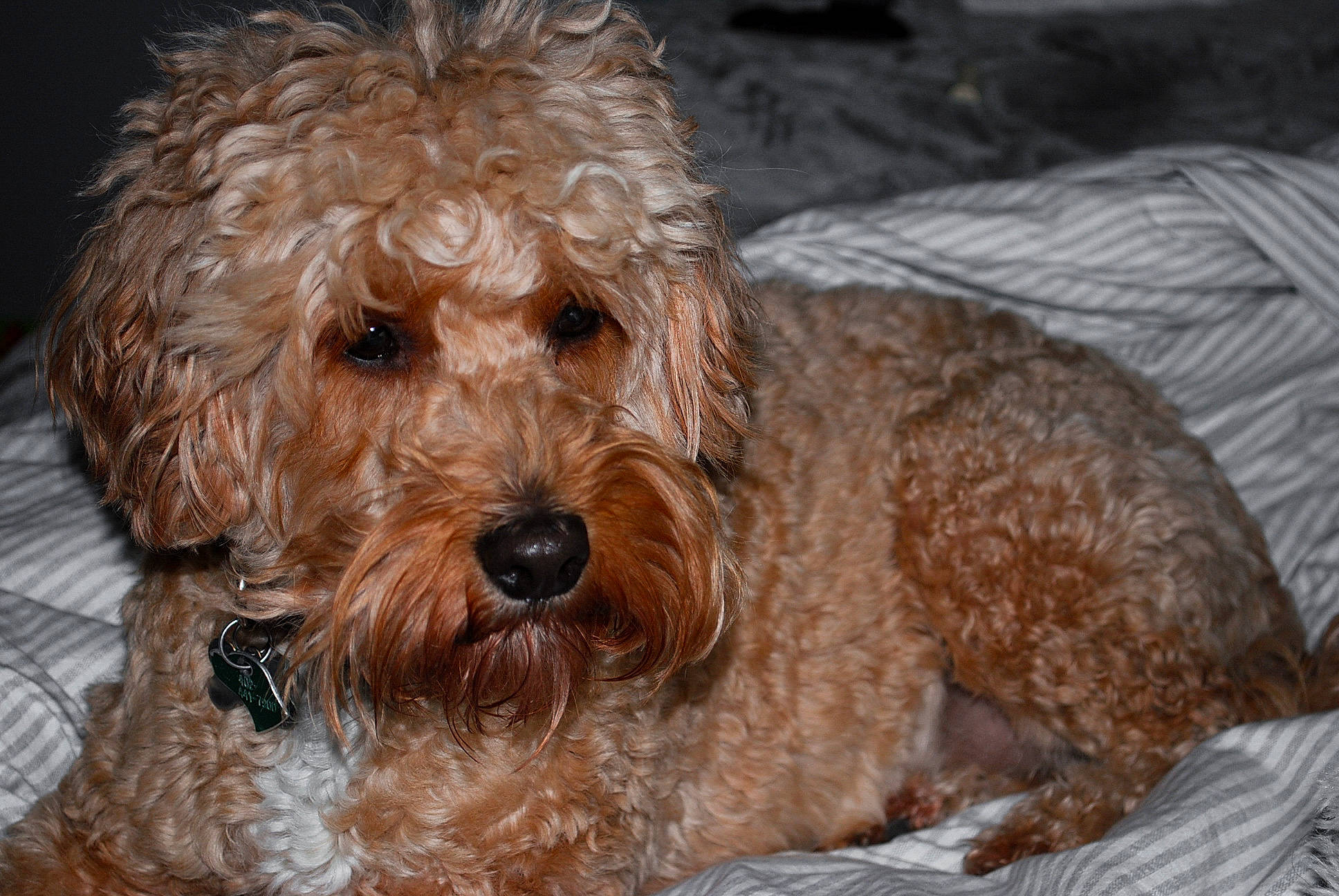 Rosie is registered to the contest to win money with this photo: canidae, carnivore, cavapoo, cockapoo, companion_dog, dog, dog_breed, dutch_smoushond, goldendoodle, maltepoo, mammal, miniature_poodle, poodle, poodle_crossbreed, schnoodle, snout, sporting_group, terrier, toy_poodle, vertebrate