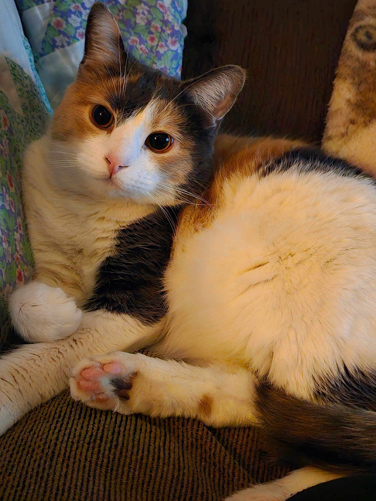 Fruit Punch is registered to the contest to win money with this photo: cat, calico_cat, pet, feline, paw, fur, couch, blanket, indoor, relaxing, closeup, animal, mammal, cute, whiskers, ears, eyes, soft, resting, home