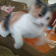 Fruit Punch joined the competition — help win amazing prizes! cat, blurry, motion, leap, couch, living_room, blanket, wooden_floor, indoor, furniture, pet, animal, calico_cat, home, fast, jump, feline, soft, cozy, blur