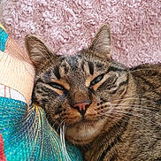 Coquinette participe au concours pour gagner de l'argent avec cette photo : animal, blanket, brown_fur, cat, close_up, colorful_fabric, cozy, feline, green_eyes, indoor, lounging, pet, photography, pink_blanket, portrait, relaxed, sleepy, striped_fur, tabby, whiskers