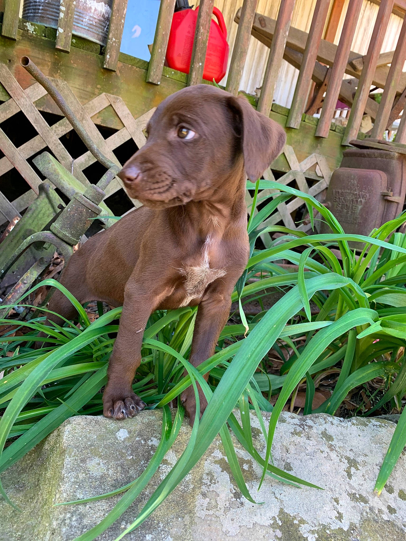 Bo joined the competition — help win amazing prizes! american_pit_bull_terrier, canidae, carnivore, dog, dog_breed, fawn, labrador_retriever, liver, mammal, pit_bull, pointing_breed, puppy, sporting_group, vertebrate, weimaraner