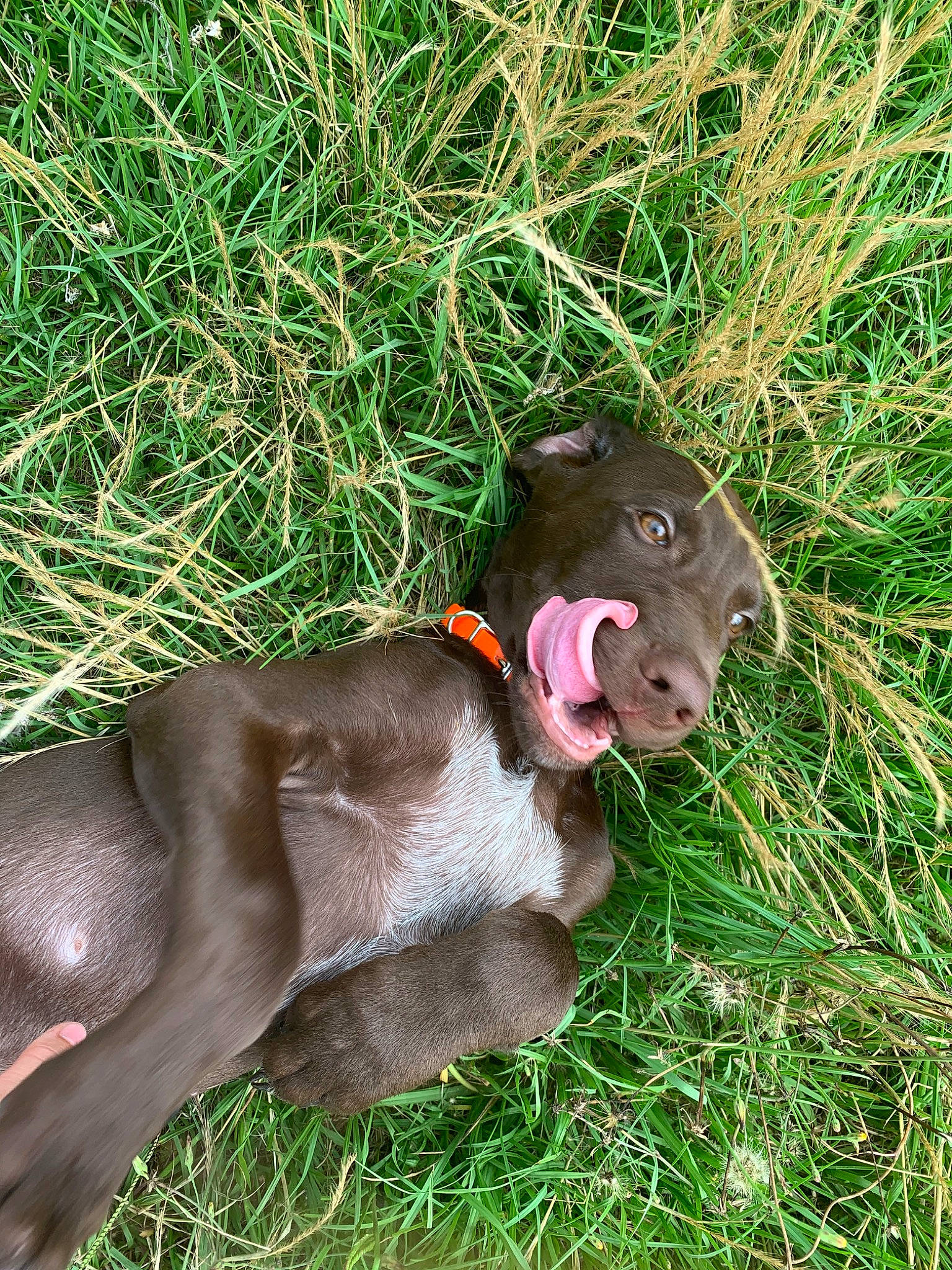 Bo joined the competition — help win amazing prizes! canidae, carnivore, dog, dog_breed, fawn, german_shorthaired_pointer, grass, liver, plant, pointer, pointing_breed, snout, sporting_group, weimaraner
