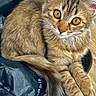 Bali participe au concours pour gagner de l'argent avec cette photo : cat, kitten, fluffy, long_hair, golden_brown, tabby, pet, animal, feline, whiskers, ears, eyes, tail, paws, sitting, lying_down, suitcase, luggage, wooden_floor, indoors