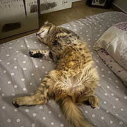 Bali a rejoint le concours — aidez-le/la à gagner de superbes lots ! cat, kitten, fluffy, long_hair, sleeping, relaxed, belly_up, pet, animal, furry, whiskers, paws, tail, bed, bedroom, bedding, polka_dots, indoor, cozy, portrait