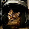 Bali a rejoint le concours — aidez-le/la à gagner de superbes lots ! cat, tabby_cat, kitten, feline, animal, pet, helmet, motorcycle_helmet, backpack, indoor, floor, sitting, crouching, fur, striped_fur, whiskers, ears, eyes, portrait, curious