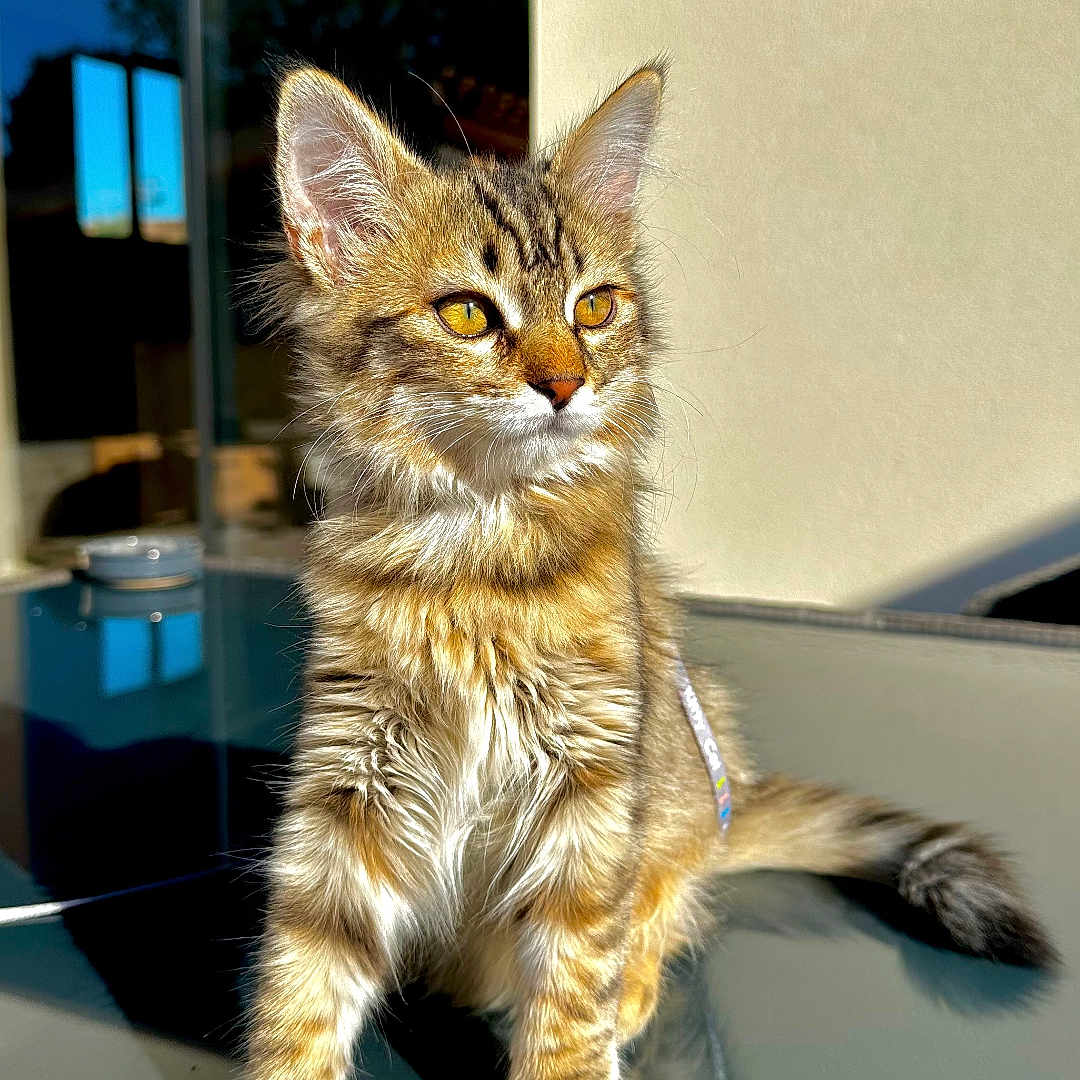 Bali is registered to the contest to win money with this photo: cat, kitten, tabby, fluffy, long_hair, golden_eyes, sitting, indoors, sunlight, reflection, glass_table, fur, whiskers, ears, tail, portrait, pet, animal, window, shadow
