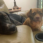 Zoose joined the competition — help win amazing prizes! animal, architecture, building, canine, chair, couch, cushion, dog, furniture, homedecor, hound, indoors, interiordesign, labradorretriever, livingroom, pet, plant, pottedplant, puppy, room