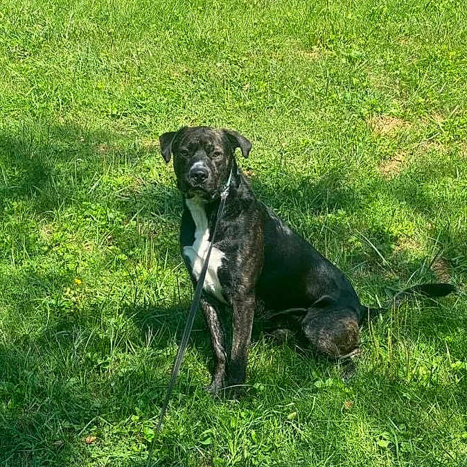 Zoose joined the competition — help win amazing prizes! accessories, animal, bostonbull, boxer, bulldog, canine, dog, field, grass, greatdane, green, hound, labradorretriever, lawn, leash, pet, pitbull, plant, puppy, strap