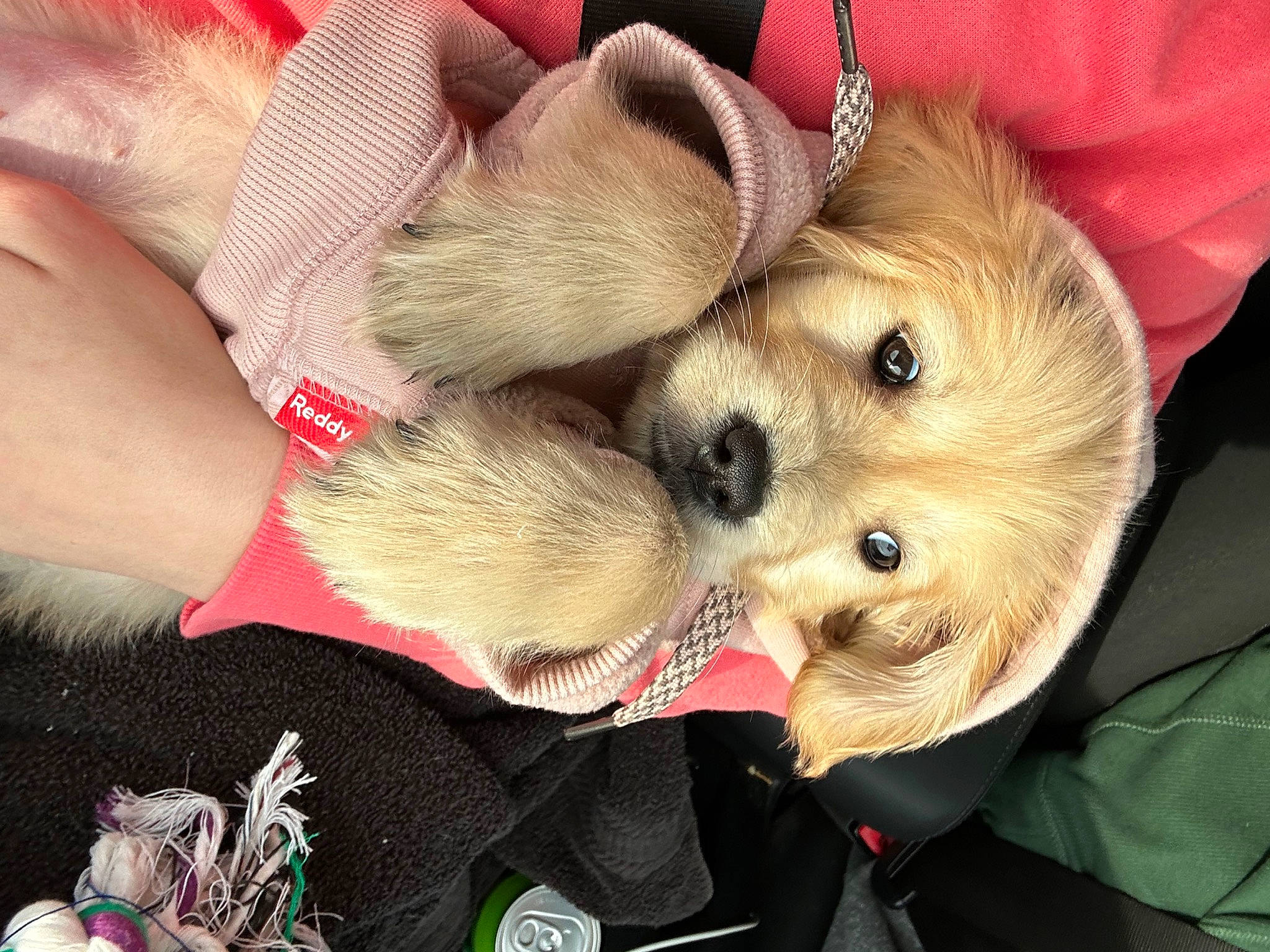 Harper joined the competition — help win amazing prizes! canidae, carnivore, comfort, companion_dog, dog, dog_breed, fawn, fur, human_leg, lap, paw, puppy, snout, sporting_group, toy, wrist