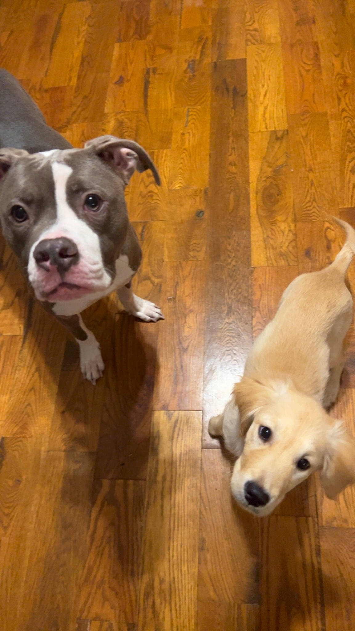 Harper joined the competition — help win amazing prizes! canidae, carnivore, companion_dog, dog, dog_breed, fawn, floor, flooring, fur, hardwood, laminate_flooring, paw, pet_supply, snout, sporting_group, tail, whiskers, wood, wood_flooring, working_animal