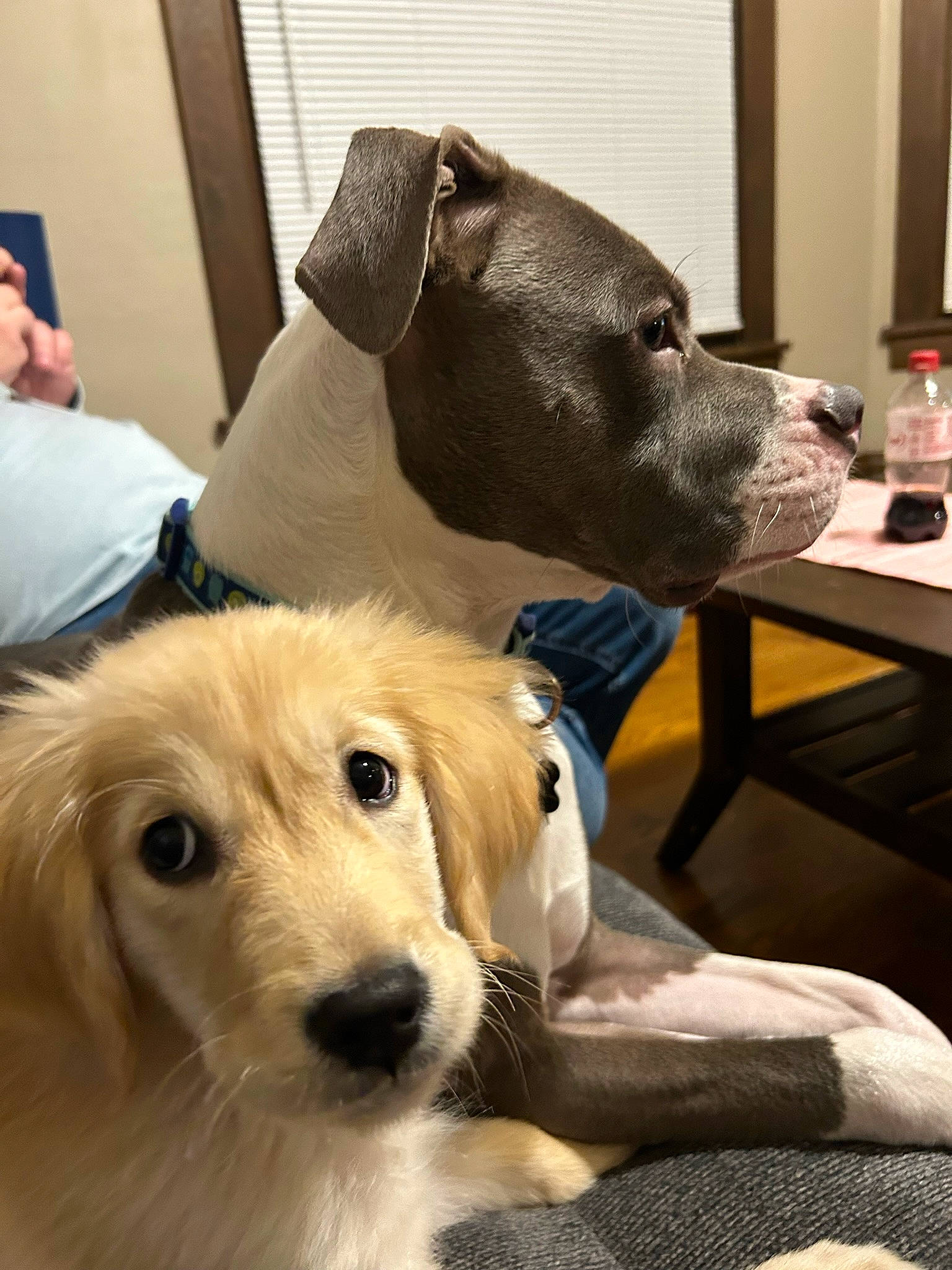 Harper is registered to the contest to win money with this photo: bottle, canidae, carnivore, chair, collar, comfort, companion_dog, dog, dog_breed, dog_collar, dog_supply, fawn, fur, pet_supply, puppy, snout, sporting_group, table, whiskers, working_animal