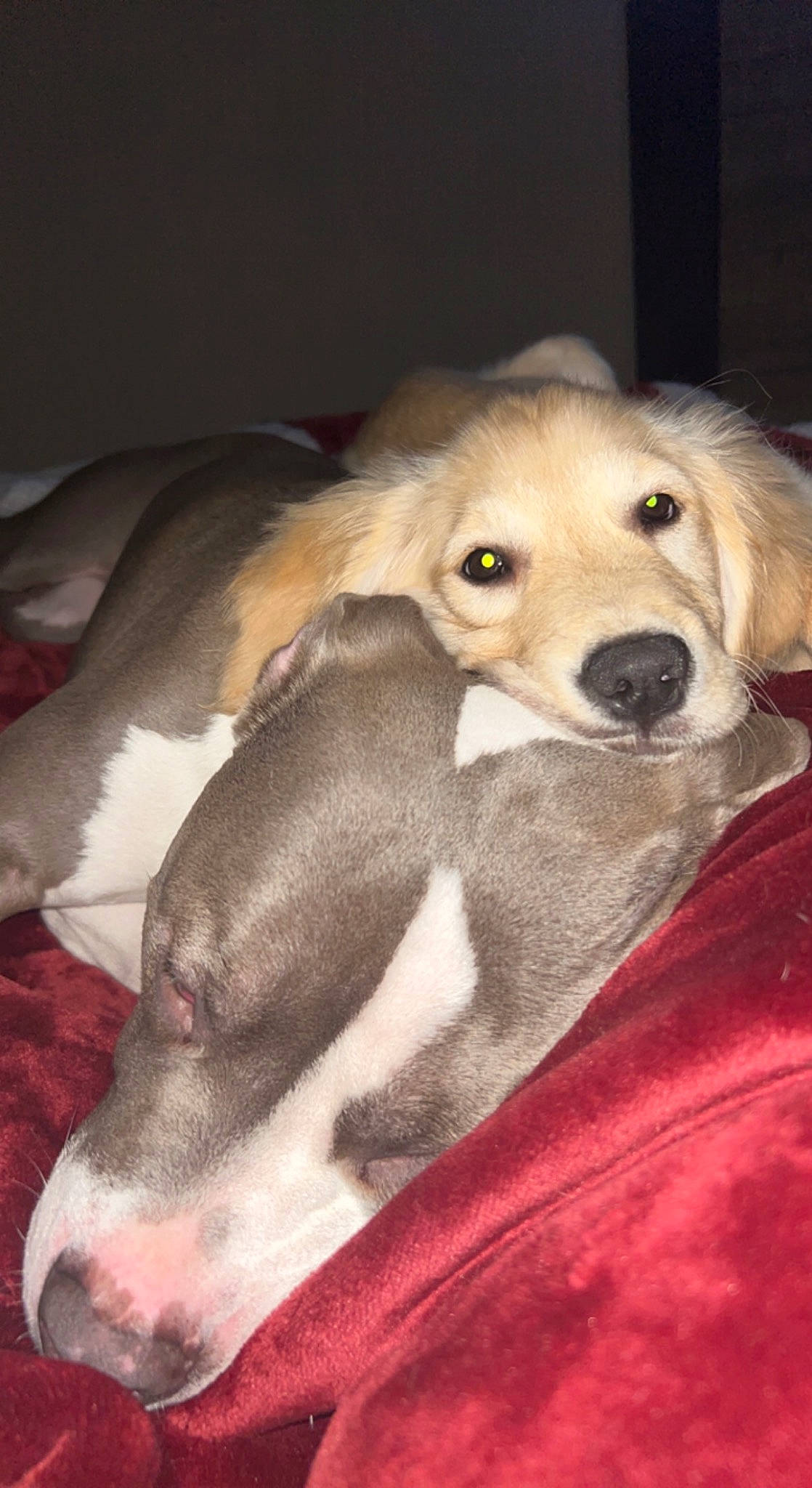 Harper joined the competition — help win amazing prizes! canidae, carnivore, companion_dog, dog, dog_breed, dog_supply, fawn, fur, paw, pet_supply, puppy, scent_hound, snout, sporting_group, terrestrial_animal, whiskers, working_animal