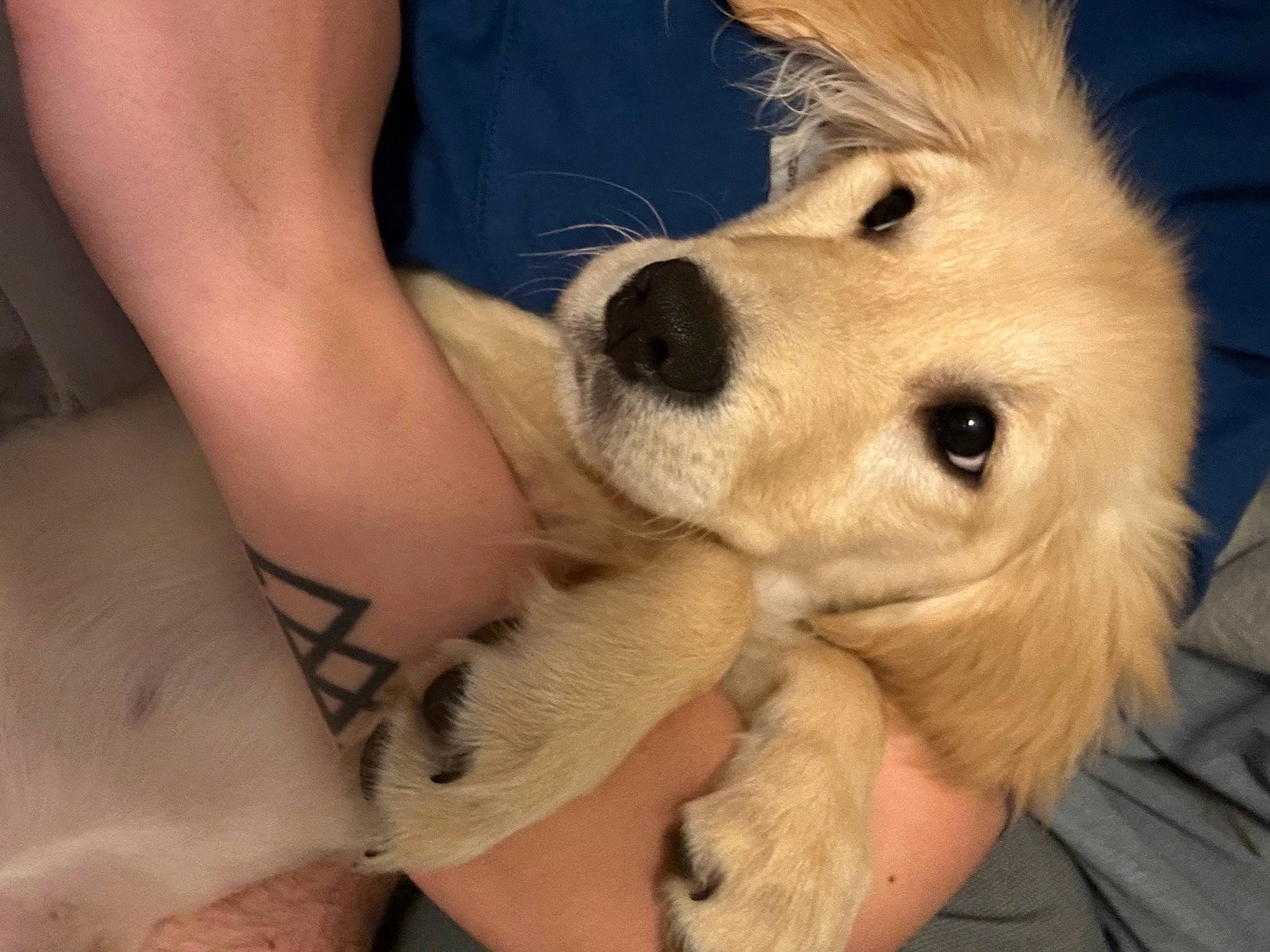 Harper joined the competition — help win amazing prizes! canidae, carnivore, chest, companion_dog, dog, dog_breed, ear, elbow, eyelash, fawn, fur, happy, human_leg, nail, selfie, snout, sporting_group, temporary_tattoo, thigh, whiskers