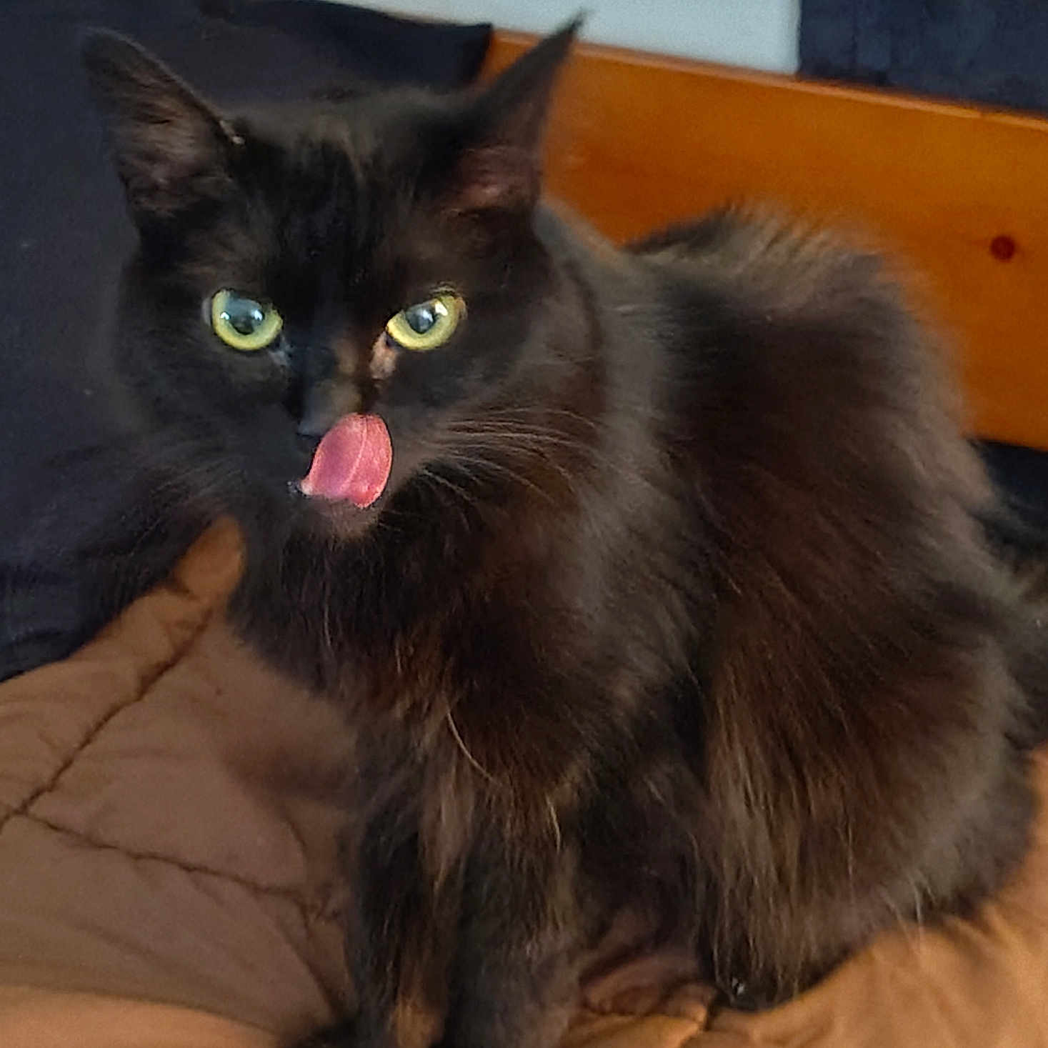 Fluffy joined the competition — help win amazing prizes! cat, black_cat, tongue_out, green_eyes, fluffy, pet, indoor, bed, quilt, feline, animal, cute, playful, domestic_cat, fur, whiskers, ears, sitting, closeup, portrait