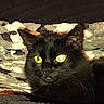 animal, black_cat, cat, close_up, comfort, cozy, dark_fur, ears, face, feline, fur, indoor, light_reflection, patterned_background, pet, portrait, resting, texture, whiskers, yellow_eyes