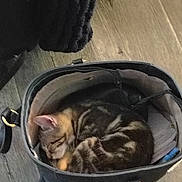 Daisy is registered to the contest to win money with this photo: cat, kitten, sleeping, bag, black_bag, tabby, striped, curled_up, cozy, wooden_floor, indoor, pet, animal, resting, cute, small, fur, whiskers, ears, nap