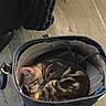 animal, bag, black_bag, cat, cozy, curled_up, cute, ears, fur, indoor, kitten, nap, pet, resting, sleeping, small, striped, tabby, whiskers, wooden_floor