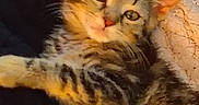 Daisy is registered to the contest to win money with this photo: cat, kitten, tabby, feline, pet, animal, fur, whiskers, ears, eyes, blanket, texture, cozy, resting, indoor, closeup, cute, sleepy, warm_light, relaxed