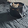 animal, bed, bedspread, black, cat, cozy, curious, domestic_cat, ears, fur, gray, handbag, indoor, kitten, pet, pillow, resting, soft_light, toy, wide_eyes