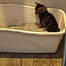 Daisy is registered to the contest to win money with this photo: kitten, cat, litter_box, indoor, pet, animal, feline, small, young, brown, black, striped, fur, floor, wood, container, side_view, quiet, lonely, home