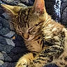 Daisy is registered to the contest to win money with this photo: kitten, cat, sleeping, tabby, fur, whiskers, close_up, pet, animal, cozy, blanket, blue, texture, sunlight, resting, cute, peaceful, young, domestic_cat, feline