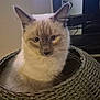 Flo a rejoint le concours — aidez-le/la à gagner de superbes lots ! cat, basket, indoor, reflection, feline, curious, blue_eyes, woven, pet, cozy, closeup, sitting, domestic_animal, whiskers, fur, face, looking, home, animal, cute