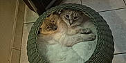 Flo participe au concours pour gagner de l'argent avec cette photo : cat, cats, basket, cozy, feline, fluffy, indoor, pet, snuggling, two_animals, woven_basket, curious, sleepy_eyes, tile_floor, fur, cute, resting, animal_companions, domestic_cat, closeup