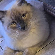 Flo a rejoint le concours — aidez-le/la à gagner de superbes lots ! cat, fluffy, indoor, tile_floor, pet, animal, feline, whiskers, ears, paws, closeup, fur, relaxed, cute, domestic, mammal, looking, resting, laying, face