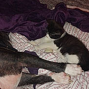 Dexter joined the competition — help win amazing prizes! kitten, dog_paws, bed, blanket, pillow, indoor, pet, animal, resting, cozy, furniture, black_and_white, striped, fur, claw, sleepy, domestic, comfort, soft, quiet