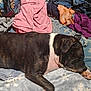 Dexter is registered to the contest to win money with this photo: dog, sleeping, blanket, clothes, pile, fabric, indoor, resting, fur, pet, comfort, pink, blue, purple, orange, casual, relaxation, cozy, canine, home