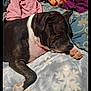 Dexter is registered to the contest to win money with this photo: dog, sleeping, blanket, brindle, paw, indoor, couch, fabric, colorful, cozy, resting, pet, fur, relaxed, home, comfort, soft, pattern, textile, animal