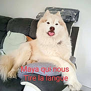Maya a rejoint le concours — aidez-le/la à gagner de superbes lots ! dog, tongue_out, fluffy, couch, blanket, pillow, indoor, pet, relaxed, light_colored_dog, fur, animal, canine, home, living_room, resting, playful, cute, tongue, text_overlay