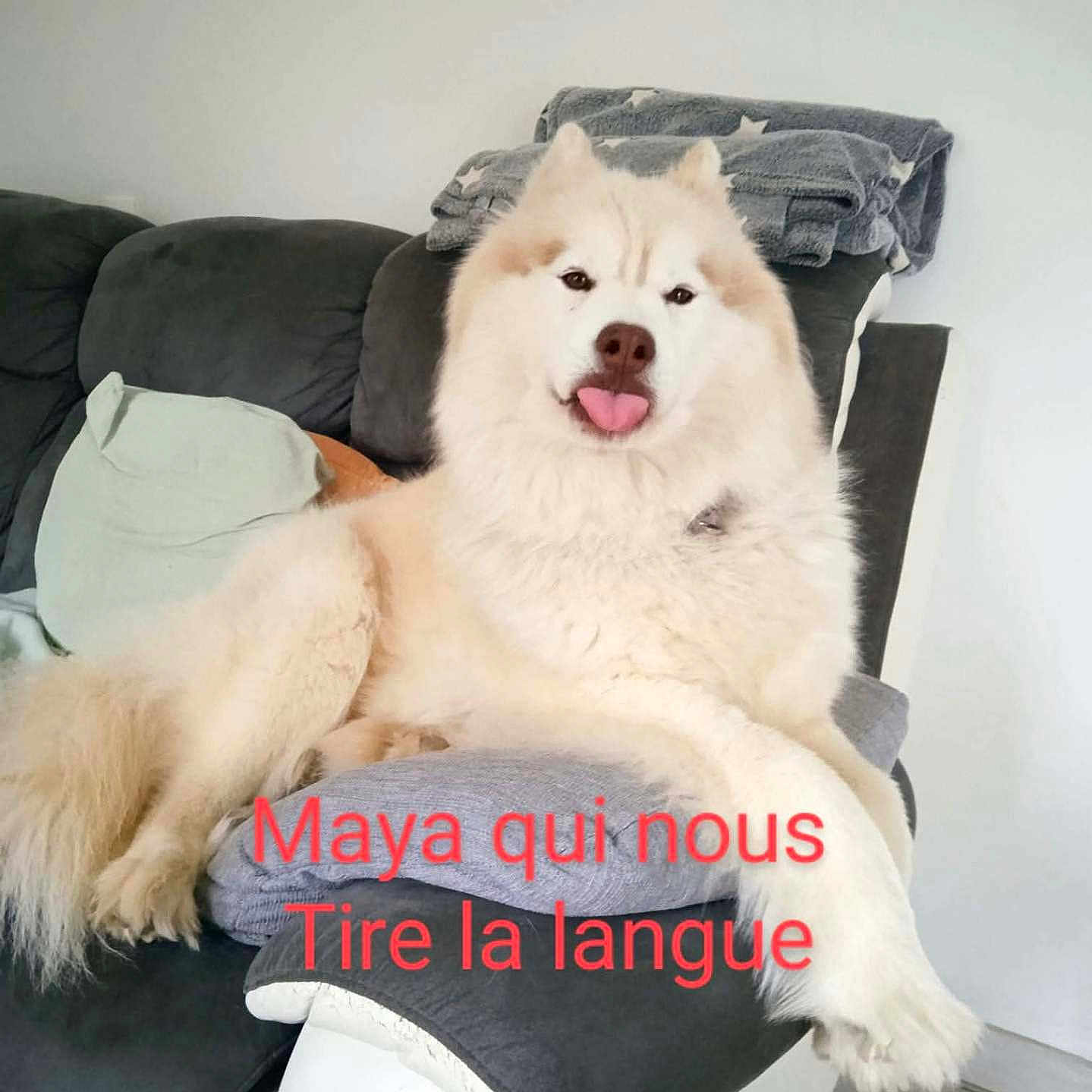 Maya a rejoint le concours — aidez-le/la à gagner de superbes lots ! dog, tongue_out, fluffy, couch, blanket, pillow, indoor, pet, relaxed, light_colored_dog, fur, animal, canine, home, living_room, resting, playful, cute, tongue, text_overlay