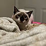 Pancho is registered to the contest to win money with this photo: cat, siamese_cat, blanket, cozy, indoor, pet, fur, animal, curious, ears, face, whiskers, soft_light, bedroom, domestic, cute, feline, resting, looking, closeup