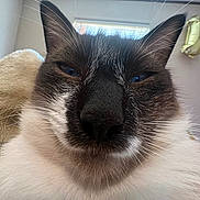 Pancho joined the competition — help win amazing prizes! cat, siamese_cat, close_up, face, whiskers, nose, ears, blue_eyes, fur, pet, animal, indoor, blanket, window, cozy, sleepy, muzzle, cute, portrait