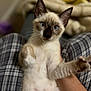 cat, siamese, kitten, blue_eyes, paw, lap, plaid, blanket, indoor, pet, cute, fur, whiskers, ears, curious, hand, person, animal, domestic, young
