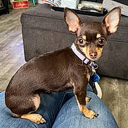 Roxi is registered to the contest to win money with this photo: alert, animal, brown_fur, chihuahua, collar, companion, couch, cute, denim, dog, domestic, ears, floor, home, indoor, lap, pet, sitting, small_dog, tag