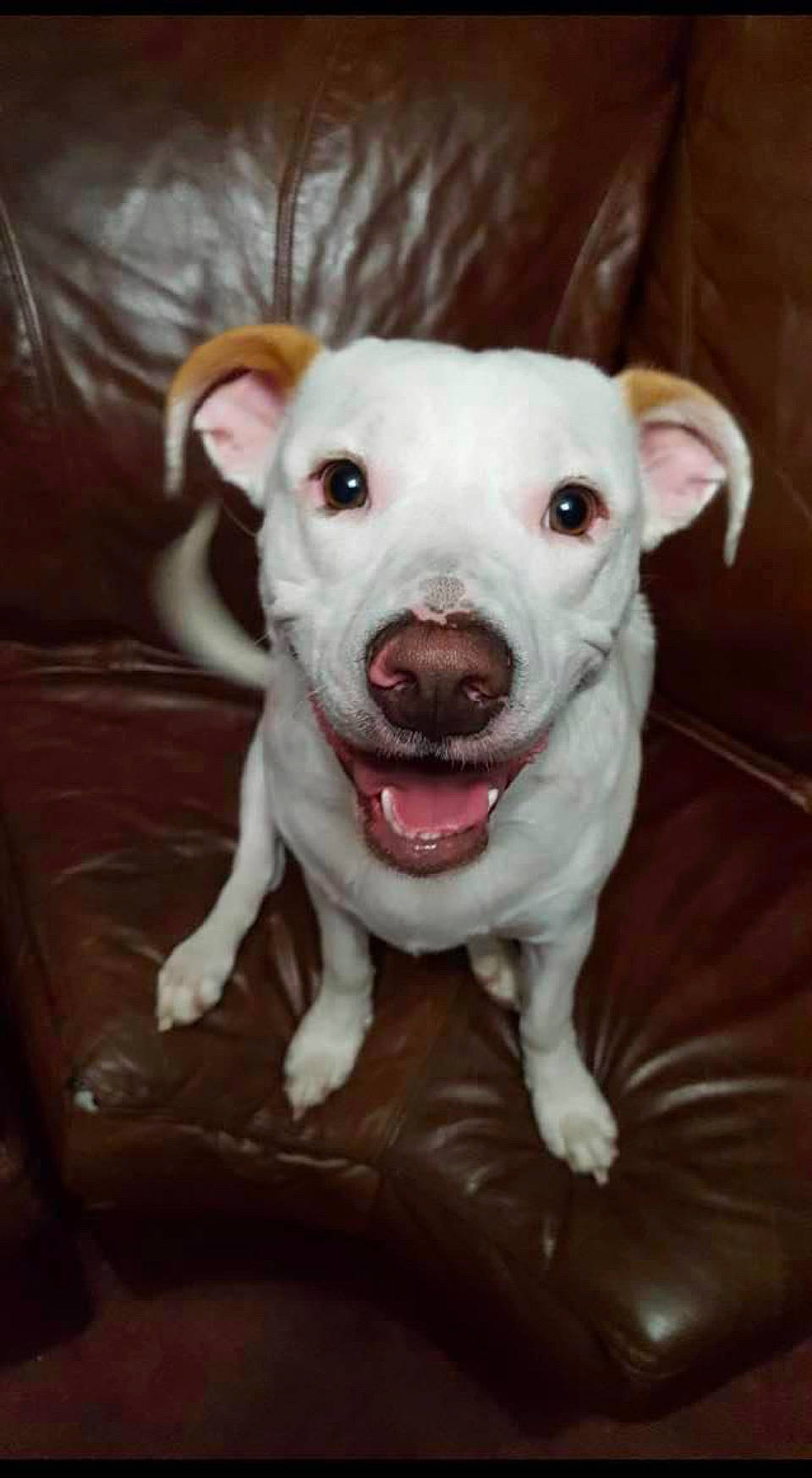 Zero joined the competition — help win amazing prizes! canidae, carnivore, companion_dog, dog, dog_breed, ear, eye, fang, fawn, fur, guard_dog, jaw, non_sporting_group, smile, snout, sporting_group, street_dog, terrestrial_animal, whiskers, working_animal