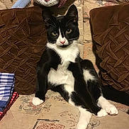 Mickey is registered to the contest to win money with this photo: black_and_white, cat, comb, couch, cozy, eyes, feline, fur, home, indoor, knitwear, nose, patterned_fabric, paw, pet, pillow, relaxed, resting, sitting, whiskers