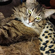 Spicy is registered to the contest to win money with this photo: animal, blanket, cat, close_up, comfort, domestic, ears, face, feline, fur, green_eyes, indoor, leopard_print, mammal, pet, relaxed, resting, sleepy, tabby_cat, whiskers