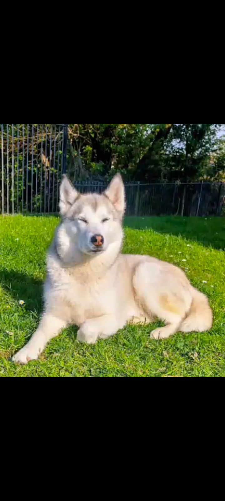 Skye joined the competition — help win amazing prizes! dog, husky, outdoor, grass, sunlight, pet, canine, animal, nature, fence, greenery, relaxed, daytime, mammal, fur, cute, lying_down, peaceful, summer, park