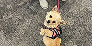 Georgie is registered to the contest to win money with this photo: animal, carpet, chair, cute, dog, floor, furry, harness, indoor, leash, looking_up, pants, person, pet, scruffy, seated, service_dog, shoes, small_dog, waiting_area